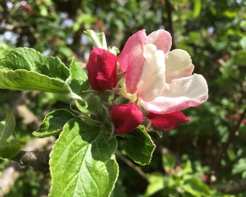 ブログ用写真　リンゴの花