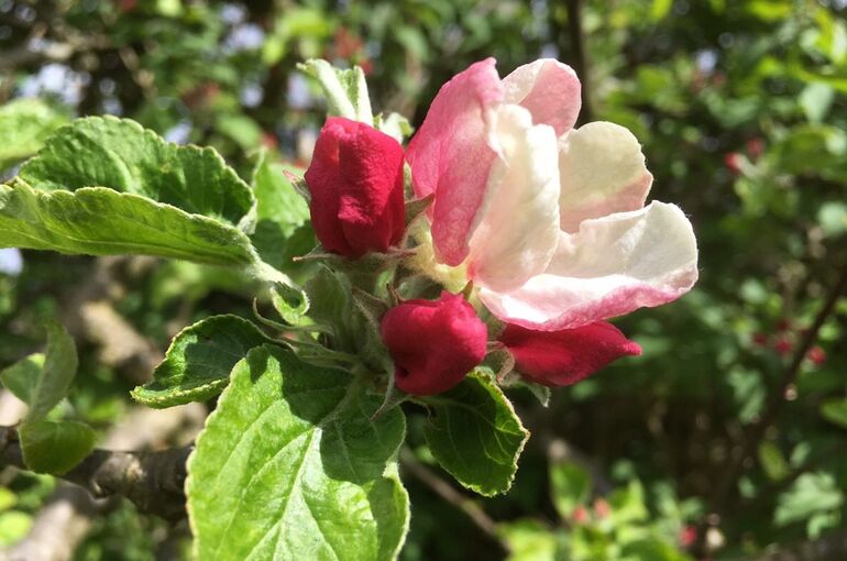 ブログ用写真　リンゴの花