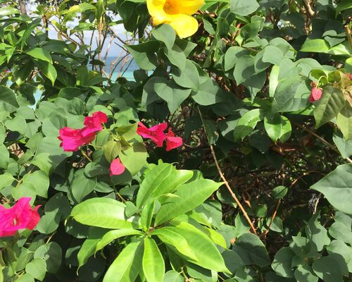 ブログ用写真　黄色い海辺の花
