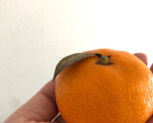 ブログ用写真　みかん