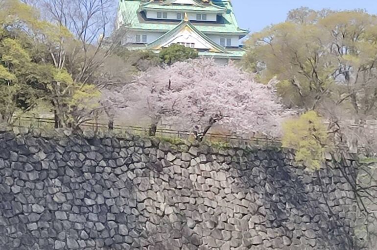 大阪城サクラ