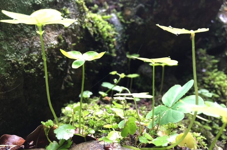 ブログ用写真　雨露と葉