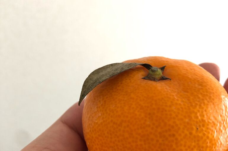 ブログ用写真　みかん