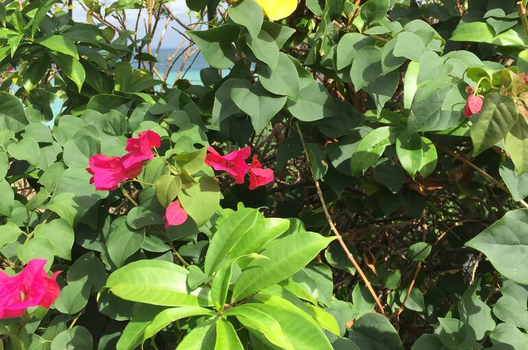 ブログ用写真　黄色い海辺の花